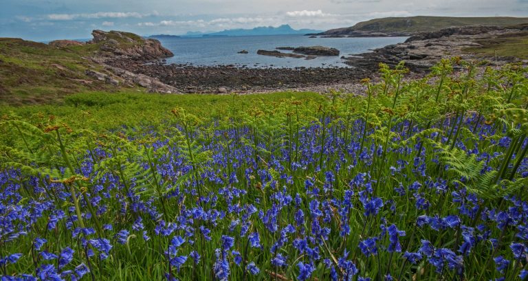 Blue bells